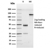 SDS-PAGE analysis of purified, BSA-free HHV8 antibody (clone LN53) as confirmation of integrity and purity.