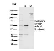 SDS-PAGE analysis of purified, BSA-free CD8b antibody (clone H35-17.2) as confirmation of integrity and purity.