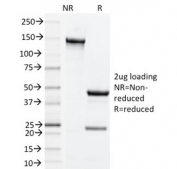 SDS-PAGE analysis of purified, BSA-free CD134 antibody (clone OX-86) as confirmation of integrity and purity.