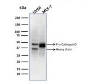 Western blot testing of human liver and MCF7 cell lysate with CTSD antibody. 