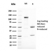 SDS-PAGE analysis of purified, BSA-free Vimentin antibody (clone VIM/1937R) as confirmation of integrity and purity.