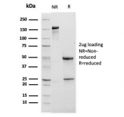 SDS-PAGE analysis of purified, BSA-free CD11b antibody (clone ITGAM/3338) as confirmation of integrity and purity.