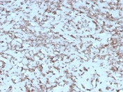 IHC staining of FFPE human liver with recombinant Cytochrome C antibody (clone rCYCS/1010). HIER: boil tissue sections in pH 9 10mM Tris with 1mM EDTA for 20 min and allow to cool before testing.