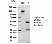 SDS-PAGE analysis of purified, BSA-free recombinant Cytochrome C antibody (clone rCYCS/1010) as confirmation of integrity and purity.