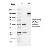 SDS-PAGE analysis of purified, BSA-free CD31 antibody (clone SPM122) as confirmation of integrity and purity.