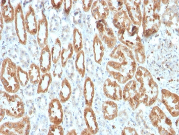 IHC staining of FFPE human kidney with recombinant COX-2 antibody (clone COX2/3320R). HIER: boil tissue sections in pH 9 10mM Tris with 1mM EDTA for 20 min and allow to cool before testing.~