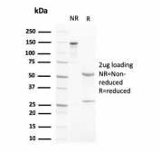 SDS-PAGE analysis of purified, BSA-free LXRB antibody (clone LXRB/2731) as confirmation of integrity and purity.
