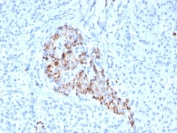 IHC staining of FFPE human pancreas with recombinant Chromogranin A antibody (clone CHGA/4544R). HIER: boil tissue sections in pH 9 10mM Tris with 1mM EDTA for 20 min and allow to cool before testing.