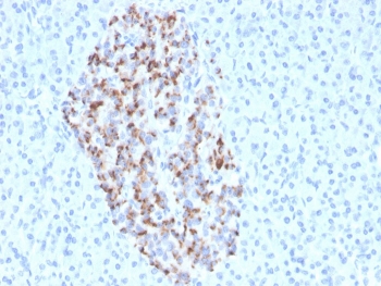 IHC staining of FFPE human pancreas with recombinant Chromogranin A antibody (clone CHGA/4544R). HIER: boil tissue sections in pH 9 10mM Tris with 1mM EDTA for 20 min and allow to cool before testing.~