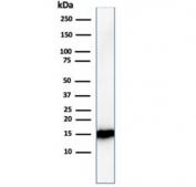 Western blot testing of human kidney lysate with FABP1 antibody (clone FABP1/3482). Predicted molecular weight: ~14 kDa.