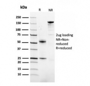 SDS-PAGE analysis of purified, BSA-free FABP1 antibody (clone FABP1/3482) as confirmation of integrity and purity.