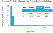 Analysis of HuProt(TM) microarray containing more than 19,000 full-length human proteins using CD5L antibody. These results demonstrate the foremost specificity of the CD5L/2991 mAb. Z- and S- score: The Z-score represents the strength of a signal that an antibody (in combination with a fluorescently-tagged anti-IgG secondary Ab) produces when binding to a particular protein on the HuProt(TM) array. Z-scores are described in units of standard deviations (SD's) above the mean value of all signals generated on that array. If the targets on the HuProt(TM) are arranged in descending order of the Z-score, the S-score is the difference (also in units of SD's) between the Z-scores. The S-score therefore represents the relative target specificity of an Ab to its intended target.