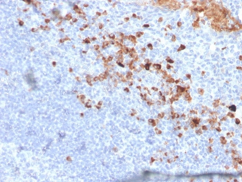 IHC staining of FFPE human tonsil with CD5L antibody. HIER: boil tissue sections in pH 9 10mM Tris with 1mM EDTA for 20 min and allow to cool before testing.