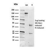 SDS-PAGE analysis of purified, BSA-free CD5L antibody as confirmation of integrity and purity.