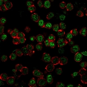 Immunofluorescent staining of permeabilized human HEK293 cells with Neurofilament antibody cocktail (green) and Palloidin (red).