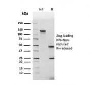 SDS-PAGE analysis of purified, BSA-free FN1 antibody (clone FN1/2949) as confirmation of integrity and purity.