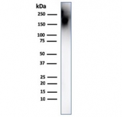 Western blot testing of human spleen lysate with CD45 antibody. Expected molecular weight: 147-220 kDa depending on glycosylation level.