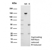 SDS-PAGE analysis of purified, BSA-free OX40 antibody (clone OX40/2721) as confirmation of integrity and purity.
