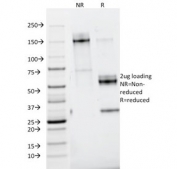SDS-PAGE analysis of purified, BSA-free Nidogen antibody (clone ELM1) as confirmation of integrity and purity.