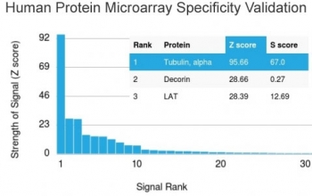 Analysis of HuProt(TM) microarray containing more than 19,000 full-length human proteins using Alpha Tubulin antibody (clone TUBA/3038). These results demonstrate the foremost specificity of the TUBA/3038 mAb. Z- and S- score: The Z-score represents the strength of a signal that an antibody (in combination with a fluorescently-tagged anti-IgG secondary Ab) produces when binding to a particular protein on the HuProt(TM) array. Z-scores are described in units of standard deviations (SD's) above the mean value of all signals generated on that array. If the targets on the HuProt(TM) are arranged in descending order of the Z-score, the S-score is the difference (also in units of SD's) between the Z-scores. The S-score therefore represents the relative target specificity of an Ab to its intended target.