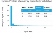 Analysis of HuProt(TM) microarray containing more than 19,000 full-length human proteins using CD31 antibody (clone PECAM1/3525). These results demonstrate the foremost specificity of the PECAM1/3525 mAb. Z- and S- score: The Z-score represents the strength of a signal that an antibody (in combination with a fluorescently-tagged anti-IgG secondary Ab) produces when binding to a particular protein on the HuProt(TM) array. Z-scores are described in units of standard deviations (SD's) above the mean value of all signals generated on that array. If the targets on the HuProt(TM) are arranged in descending order of the Z-score, the S-score is the difference (also in units of SD's) between the Z-scores. The S-score therefore represents the relative target specificity of an Ab to its intended target.