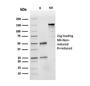 SDS-PAGE analysis of purified, BSA-free CD31 antibody (clone PECAM1/3525) as confirmation of integrity and purity.