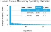 Analysis of HuProt(TM) microarray containing more than 19,000 full-length human proteins using CD63 antibody (clone LAMP3/3315). These results demonstrate the foremost specificity of the LAMP3/3315 mAb. Z- and S- score: The Z-score represents the strength of a signal that an antibody (in combination with a fluorescently-tagged anti-IgG secondary Ab) produces when binding to a particular protein on the HuProt(TM) array. Z-scores are described in units of standard deviations (SD's) above the mean value of all signals generated on that array. If the targets on the HuProt(TM) are arranged in descending order of the Z-score, the S-score is the difference (also in units of SD's) between the Z-scores. The S-score therefore represents the relative target specificity of an Ab to its intended target.