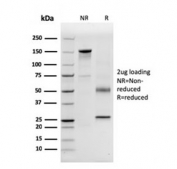 SDS-PAGE analysis of purified, BSA-free CD63 antibody (clone LAMP3/3315) as confirmation of integrity and purity.