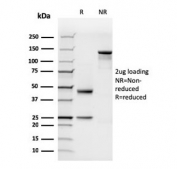 SDS-PAGE analysis of purified, BSA-free recombinant N-Cadherin antibody (clone rCDH2/1426) as confirmation of integrity and purity.