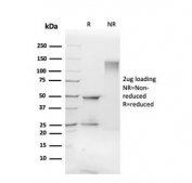 SDS-PAGE analysis of purified, BSA-free FLI1 antibody as confirmation of integrity and purity.