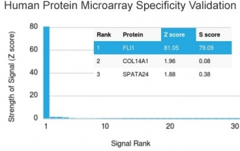 Analysis of HuProt(TM) microarray containing more than 19,000 full-length human proteins using FLI1 antibody (clone FLI1/3183). These results demonstrate the foremost specificity of the FLI1/3183 mAb. Z- and S- score: The Z-score represents the strength of a signal that an antibody (in combination with a flu