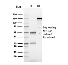 SDS-PAGE analysis of purified, BSA-free Fibronectin antibody (clone FN1/3029) as confirmation of integrity and purity.