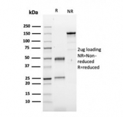 SDS-PAGE analysis of purified, BSA-free Fibronectin antibody (clone FN1/3029) as confirmation of integrity and purity.