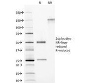 SDS-PAGE analysis of purified, BSA-free CELA3B antibody as confirmation of integrity and purity.