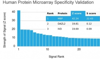 Analysis of HuProt(TM) microarray containing more than 19,000 full-length human proteins using recombinant Myelin Basic Protein antibody (clone MBP/4277R). These results demonstrate the foremost specificity of the MBP/4277R mAb. Z- and S- score: The Z-score represents the strength of a signal that an antibody (in combination with a fluorescently-tagged anti-IgG secondary Ab) produces when binding to a particular protein on the HuProt(TM) array. Z-scores are described in units of standard deviations (SD's) above the mean value of all signals generated on that array. If the targets on the HuProt(TM) are arranged in descending order of the Z-score, the S-score is the difference (also in units of SD's) between the Z-scores. The S-score therefore represents the relative target specificity of an Ab to its intended target.