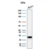 Western blot testing of human brain lysate with recombinant MBP antibody (clone rMBP/4288). Isoforms may be visualized from 20~37 kDa.