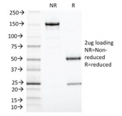 SDS-PAGE analysis of purified, BSA-free TIA1 antibody (clone TIA1/1313) as confirmation of integrity and purity.
