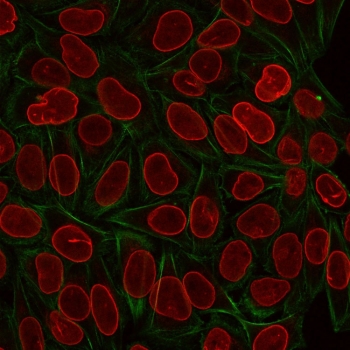 Immunofluorescent staining of PFA-fixed human HeLa cells with TIA1 antibody (green, clone TIA1/1313) and Reddot nuclear stain (red).