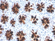 IHC staining of FFPE human colon with Intelectin 1 antibody (clone ITLN1/4066). HIER: boil tissue sections in pH 9 10mM Tris with 1mM EDTA for 20 min and allow to cool before testing.