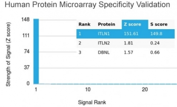 Analysis of HuProt(TM) microarray containing more than 19,000 full-length human proteins using Intelectin 1 antibody (clone ITLN1/4066). These results demonstrate the foremost specificity of the ITLN1/4066 mAb. Z- and S- score: The Z-score represents the strength of a signal that an antibody (in combination