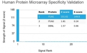 Analysis of HuProt(TM) microarray containing more than 19,000 full-length human proteins using Intelectin 1 antibody (clone ITLN1/4066). These results demonstrate the foremost specificity of the ITLN1/4066 mAb. Z- and S- score: The Z-score represents the strength of a signal that an antibody (in combination with a fluorescently-tagged anti-IgG secondary Ab) produces when binding to a particular protein on the HuProt(TM) array. Z-scores are described in units of standard deviations (SD's) above the mean value of all signals generated on that array. If the targets on the HuProt(TM) are arranged in descending order of the Z-score, the S-score is the difference (also in units of SD's) between the Z-scores. The S-score therefore represents the relative target specificity of an Ab to its intended target.