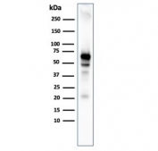 Western blot testing of human MCF7 cell lysate with recombinant AKT1 antibody. Predicted molecular weight ~56 kDa.