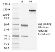 SDS-PAGE analysis of purified, BSA-free CD79a antibody (clone IGA/1406) as confirmation of integrity and purity.