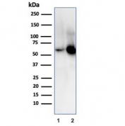 Western blot testing of human 1) K562 and 2) PC-3 cell lysate with SERBP1 antibody. Predicted molecular weight ~45 kDa but observed at 45-60 kDa.