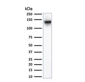 Western blot testing of human K562 cell lysate with CD43 antibody. Expected molecular weight: 45-135 kDa depending on glycosylation level.~
