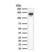Western blot testing of human K562 cell lysate with CD43 antibody. Expected molecular weight: 45-135 kDa depending on glycosylation level.