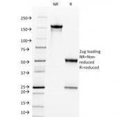 SDS-PAGE analysis of purified, BSA-free c-Myc antibody as confirmation of integrity and purity.