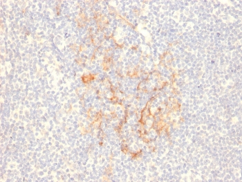 IHC staining of FFPE human tonsil with CD79b antibody (clone IGB/2555). HIER: boil tissue sections in pH 9 10mM Tris with 1mM EDTA for 20 min and allow to cool before testing.~