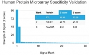 Analysis of HuProt(TM) microarray containing more than 19,000 full-length human proteins using FTL antibody. These results demonstrate the foremost specificity of the FTL/3100 mAb. Z- and S- score: The Z-score represents the strength of a signal that an antibody (in combination with a fluorescently-tagged anti-IgG secondary Ab) produces when binding to a particular protein on the HuProt(TM) array. Z-scores are described in units of standard deviations (SD's) above the mean value of all signals generated on that array. If the targets on the HuProt(TM) are arranged in descending order of the Z-score, the S-score is the difference (also in units of SD's) between the Z-scores. The S-score therefore represents the relative target specificity of an Ab to its intended target.