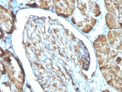 IHC staining of FFPE human kidney with FTL antibody. HIER: boil tissue sections in pH 9 10mM Tris with 1mM EDTA for 20 min and allow to cool before testing.